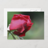 Single Red Rosebud Flower Briefkaart (Voorkant / Achterkant)