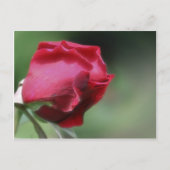 Single Red Rosebud Flower Briefkaart (Voorkant)