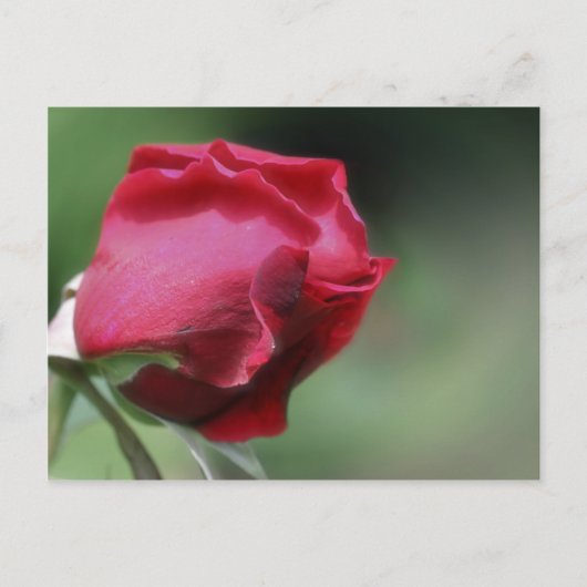 Single Red Rosebud Flower Briefkaart (Voorkant)