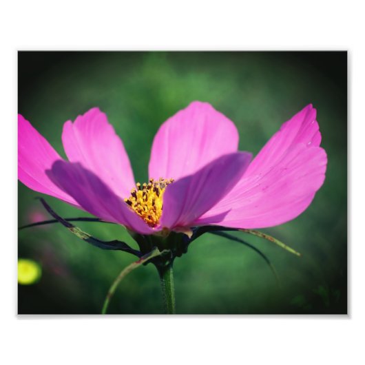 Single Roze Kosmos Bloem in Bloei 8x10 Foto Afdruk (Voorkant)