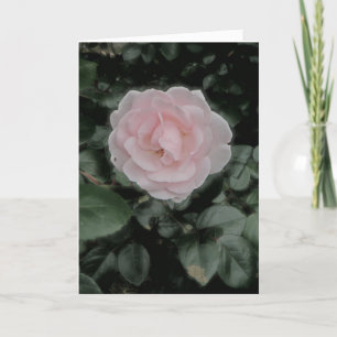 Single Roze Roze Jubileum Card Kaart