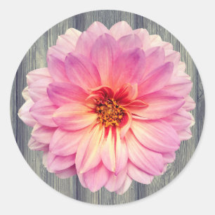 Single Roze Zinnia Bloem op Grijs Hout Ronde Sticker