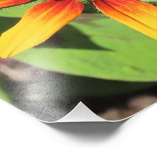 Single Rudbeckia Bloem Fotografische Print Foto Afdruk (Hoek)