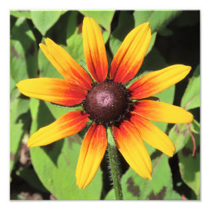 Single Rudbeckia Bloem Fotografische Print Foto Afdruk