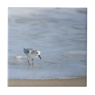 Single Sandpiper walking on beach Tegeltje