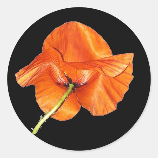 Single Sinaasappel Red Poppy met Green Steam 2 Ronde Sticker (Voorkant)