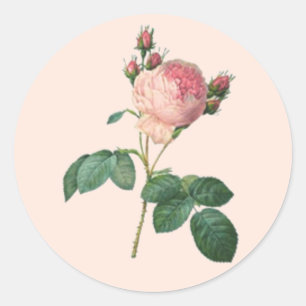 Single Stem Engels Roos Botanisch Ronde Sticker
