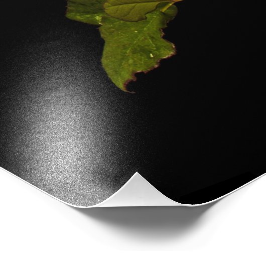 Single Stem-Roos Foto Afdruk (Hoek)