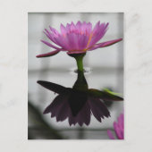 Single Water Lily Post Card Briefkaart (Voorkant)