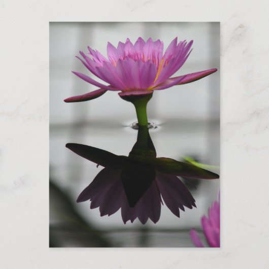 Single Water Lily Post Card Briefkaart (Voorkant)
