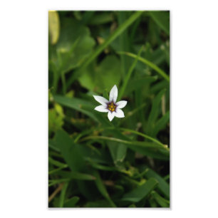 Single White Bloom Wildflower Macro Foto afdrukken
