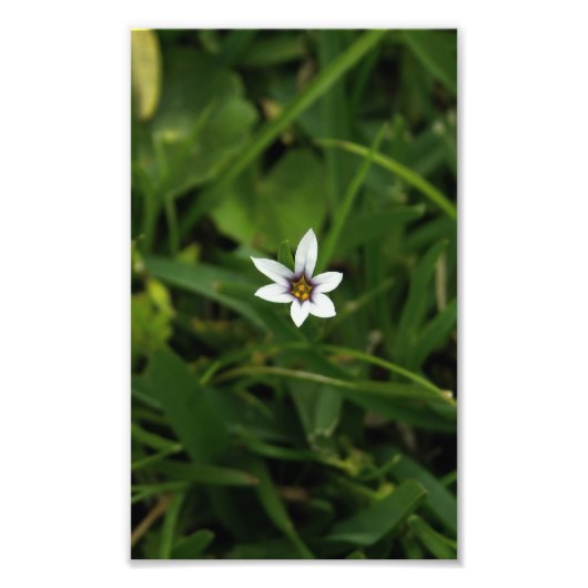 Single White Bloom Wildflower Macro Foto afdrukken (Voorkant)
