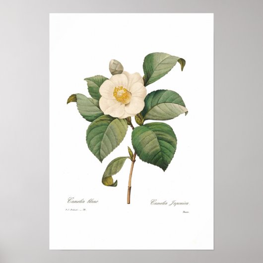Single White Camellia Poster (Voorkant)