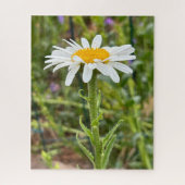 Single White Daisy Bloemen Close-up Foto Legpuzzel (Verticaal)