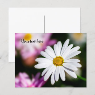 Single White Daisy Briefkaart
