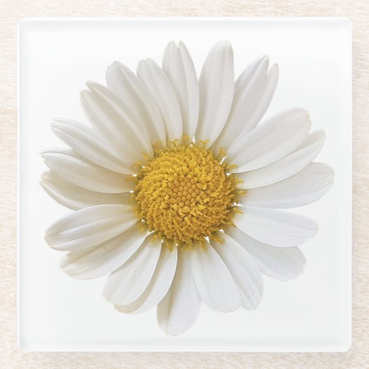Single White Daisy Glass Onderzetter (Voorkant)