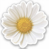 Single White Daisy Sticker (Voorkant)