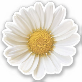 Single White Daisy Sticker