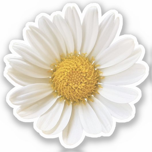 Single White Daisy Sticker (Voorkant)