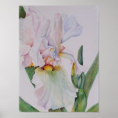 Single White Iris Poster (Voorkant)