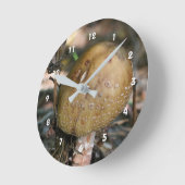 Single Wild Brown-paddenstoel Natuur Ronde Klok (Hoek)