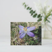 Singular Crocus Briefkaart (Staand voorkant)