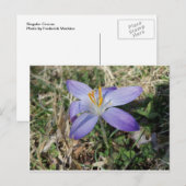 Singular Crocus Briefkaart (Voorkant / Achterkant)