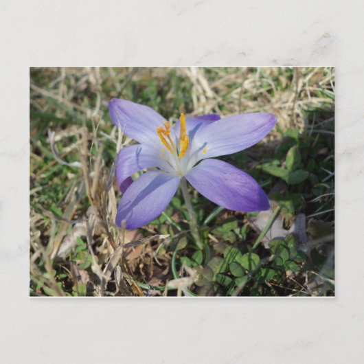 Singular Crocus Briefkaart (Voorkant)