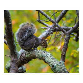 Sinister Squirrel 24 x 20 Kodak Pro-fotopapier Foto Afdruk