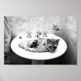 sink_cats_12 katten kitten dieren schattige dichth poster