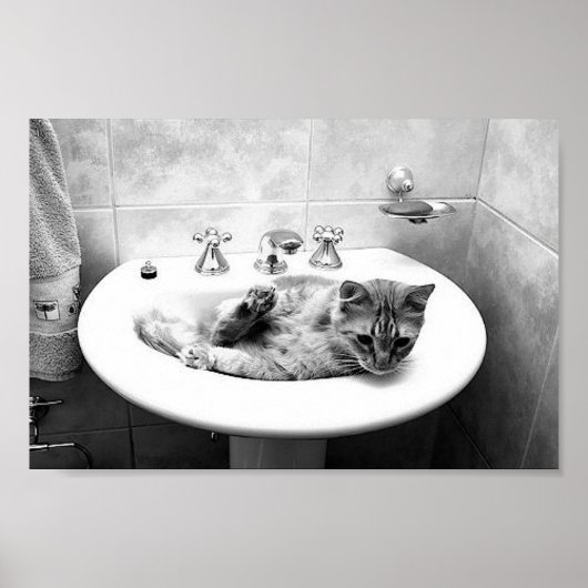 sink_cats_12 katten kitten dieren schattige dichth poster (Voorkant)