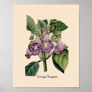 Sinningia Youneana Paarse botanische bloemen Poster