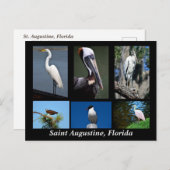 Sint Augustinus, Tropische vogels van Florida Briefkaart (Voorkant / Achterkant)