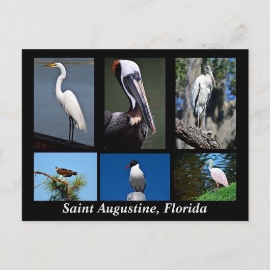 Sint Augustinus, Tropische vogels van Florida Briefkaart (Voorkant)