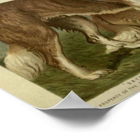  Sint Bernard Dogs Illustratie Poster (Hoek)