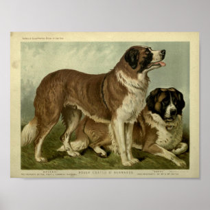  Sint Bernard Dogs Illustratie Poster