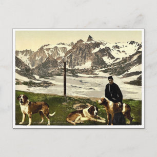 Sint-Bernard-honden, Valais, Alpen, Zwitserse kla Briefkaart
