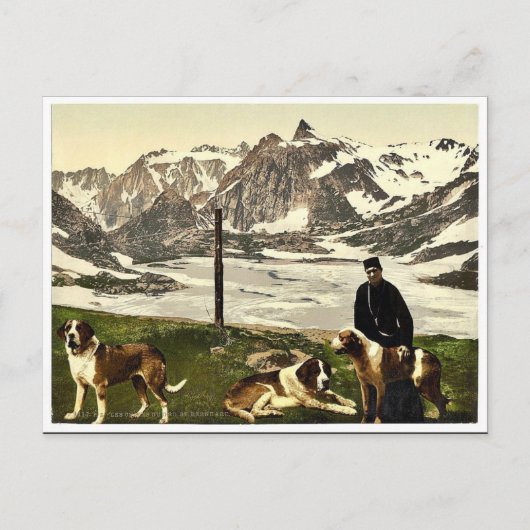 Sint-Bernard-honden, Valais, Alpen, Zwitserse kla Briefkaart (Voorkant)