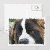 Sint Bernard Puppies Briefkaart (Voorkant / Achterkant)