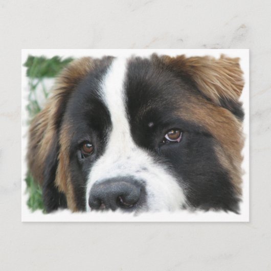 Sint Bernard Puppies Briefkaart (Voorkant)