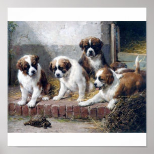 Sint-Bernard-puppies en schildpad Poster