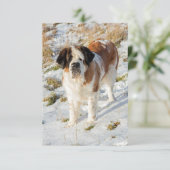 Sint-Bernardhondenportret Bedankkaart (Staand voorkant)