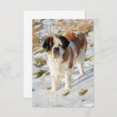 Sint-Bernardhondenportret Bedankkaart (Voorkant / Achterkant)