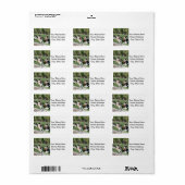 Sint-Bernards in de tuin Etiket (Full Sheet)