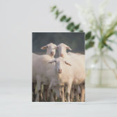 Sint-Croix-schapen Briefkaart (Staand voorkant)