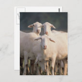 Sint-Croix-schapen Briefkaart (Voorkant / Achterkant)