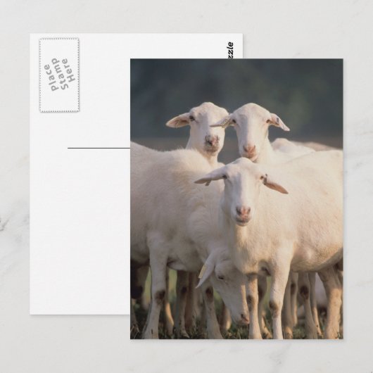 Sint-Croix-schapen Briefkaart (Voorkant / Achterkant)