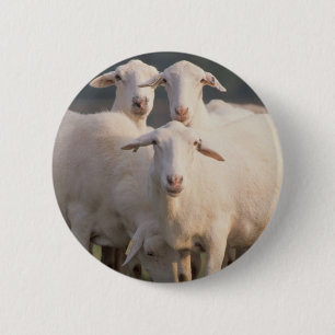 Sint-Croix-schapen Ronde Button 5,7 Cm