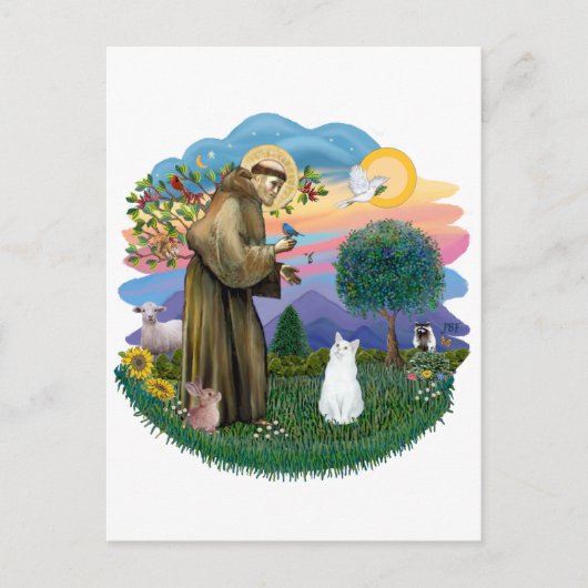 Sint Franciscus - Witte Kat (Amerikaanse SH) Briefkaart (Voorkant)