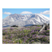 Sint-Helens Wildbloemen Foto Afdruk (Voorkant)